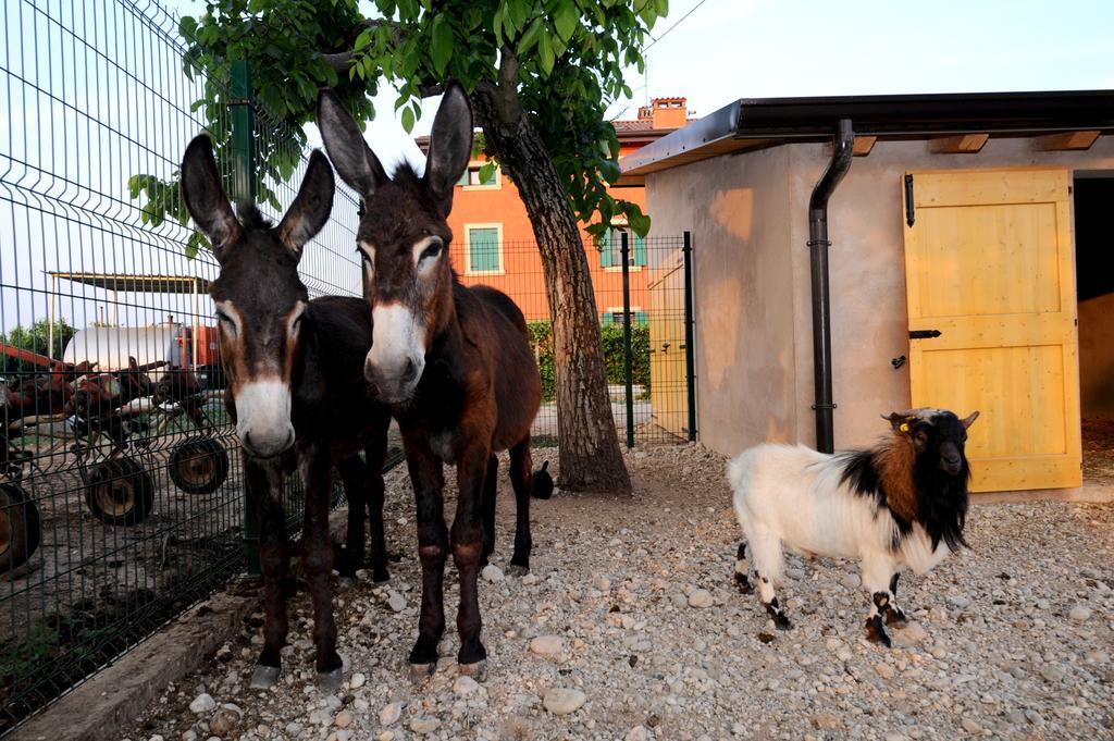 Agriturismo Al Barco Sommacampagna Bagian luar foto